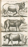 Bison, Wilder Ochs Wisent; Bubalus Indicus; Vacca Indica.