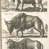 Bisons Magnus; Bison Iubatus; Locobardus Bison.