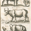 Bonasus munister, Wild Ochsen geschlecht; Bubalus africanus; Taurus.