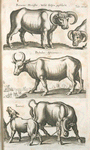 Bonasus munister, Wild Ochsen geschlecht; Bubalus africanus; Taurus.