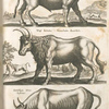 Bonnasus alius; Vrus iubatus,  Gewohnter Awerochs; Catoblepa Urus, Lÿbicus.