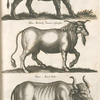 Bubalus, Büssel; Alius Bubal, Taurus sÿlvester. ; Vrus, Awerochs.