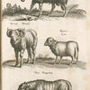 Aries, Weider; Vervex, Hamel; Agnus, Lam; Ovis Peregrina.