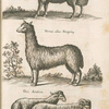 Vervex aliud; Vervex alius Peregrinæ,  Ovis Arabica.