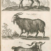 Ibex, Steinbock; Capra Lÿbica; Flirus.