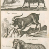 Capra Canis; Capra, Geiss; Caper Hispanicæ; Capra Mambrina, Caper Mambrinæ.