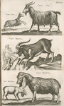 Capra Canis; Capra, Geiss; Caper Hispanicæ; Capra Mambrina, Caper Mambrinæ.