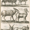 Hircus, Bock; Rupicapra; Dama Veterum; Caper Mumon dictus Bubalæ Cerus Aldr; Culor; Hircus Cotilardicus.