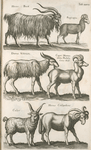 Hircus, Bock; Rupicapra; Dama Veterum; Caper Mumon dictus Bubalæ Cerus Aldr; Culor; Hircus Cotilardicus.