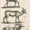 Capreolus, Rehe; Capreolus marinus; Capra.