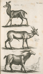 Capreolus, Rehe; Capreolus marinus; Capra.