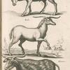 Capra Strephiceros; Eale; Alicorn.