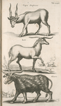 Capra Strephiceros; Eale; Alicorn.