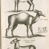 Gazella; Cervo-Camelæ; Capreolus Moschi Bisemthier.