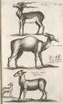 Gazella; Cervo-Camelæ; Capreolus Moschi Bisemthier.