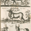 Cervus; Hippelaphusmas, Ross Hirsch; Cervus Bur, gundicæ.