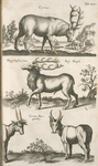 Cervus; Hippelaphusmas, Ross Hirsch; Cervus Bur, gundicæ.