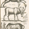 Rangifer, Reinthier; Cervus Palmatus; Tarandus, Tarandthier; Reinthiers, geschlecht.