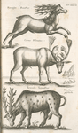 Rangifer, Reinthier; Cervus Palmatus; Tarandus, Tarandthier; Reinthiers, geschlecht.