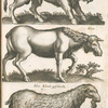 Taurus, Peonius; Alces; Alce, Elend geschlecht.