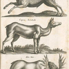 Dama-Ceræ. Damhirsch; Caprea, Rehekalb; Alce Mas.
