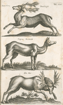 Dama-Ceræ. Damhirsch; Caprea, Rehekalb; Alce Mas.
