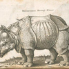 Dürer's rhino