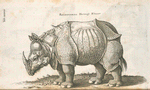 Dürer's rhino