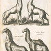 Camelus Indicus, Indianisch Camel; Camelus, Ind. Kamelthier; Alius Camelæ; Camelus Indicæ Versicolor.