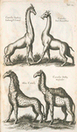 Camelus Indicus, Indianisch Camel; Camelus, Ind. Kamelthier; Alius Camelæ; Camelus Indicæ Versicolor.