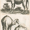 Dromedarij.