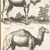 Dromedarij; Camelus, Kamel.
