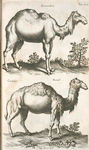 Dromedarij; Camelus, Kamel.