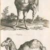 Dromedarius; Camelus.