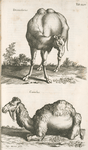 Dromedarius; Camelus.