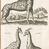 Camelo-pardus seu Girafra; Camolo-pardalus.