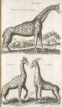 Camelo-pardus seu Girafra; Camolo-pardalus.