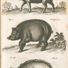 Verres. Eber; Aper, Wildschwein; Scrofa, Mock.