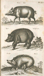 Verres. Eber; Aper, Wildschwein; Scrofa, Mock.