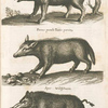 Sus Cornut; Porcus pumilo Taxus porcinæ; Aper, Wildschwein.