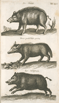 Sus Cornut; Porcus pumilo Taxus porcinæ; Aper, Wildschwein.