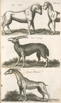 Lea Capra; Ouis Cretensis; Camelo-pardalis.