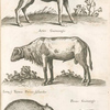 Ovis Peruana; Aries Guineensis; Zainæ, Tajacu, Porcus Sÿlvester; Porcus Guineensis.