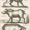 Gryps, Grÿphus; Hippopotamus,Wasser Ochs; Hippopotamus.