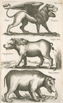 Gryps, Grÿphus; Hippopotamus,Wasser Ochs; Hippopotamus.