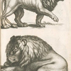 Leo, Löw.