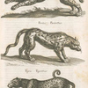 Pardus, Leopardus, Parderthier Leopard; Pardus, Parderthier; Tigaris, Tigerthier.