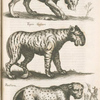 Lÿnx, Luchs; Tigaris Gesneri; Panthera.