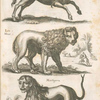 Leucurcuta; Leo Minor; Martigora.