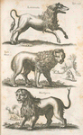 Leucurcuta; Leo Minor; Martigora.